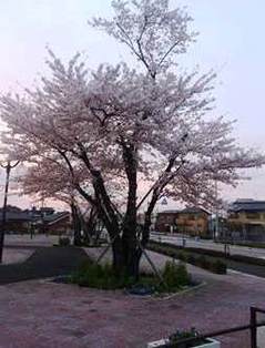 13.4.11　sakura.jpg